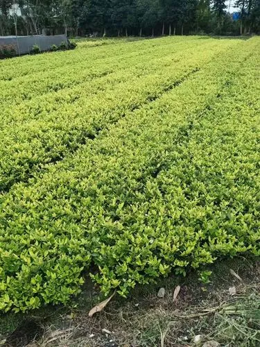乒乓球台上的搓台